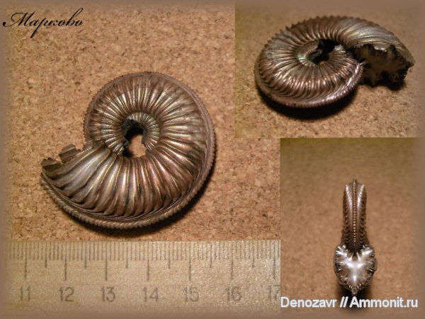 моллюски, Бронницы, Amoeboceras