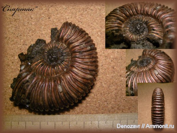 аммониты, моллюски, Peltoceratoides, Ammonites