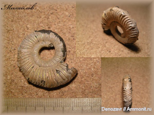 моллюски, Binatisphinctes, parabolae