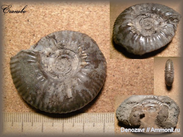 аммониты, моллюски, Еганово, Craspedites, Ammonites