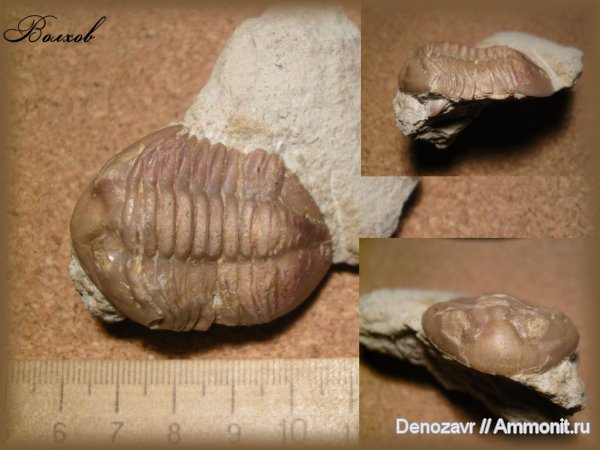 трилобиты, р. Волхов, Asaphus, членистоногие