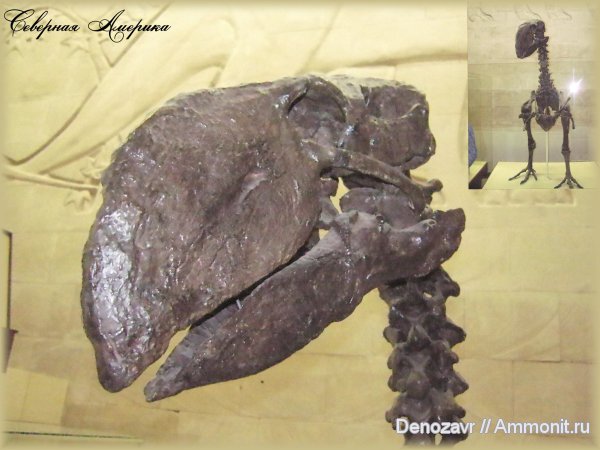 ПИН, Diatrima gigantea, Diatrima