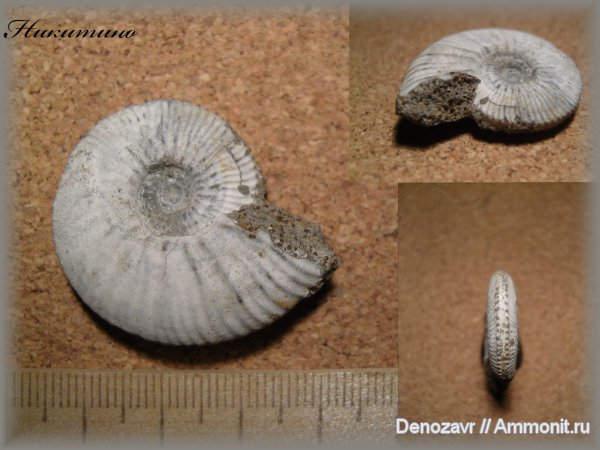 аммониты, моллюски, Kosmoceras, Никитино, Ammonites