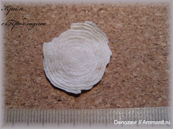 фораминиферы, нуммулиты