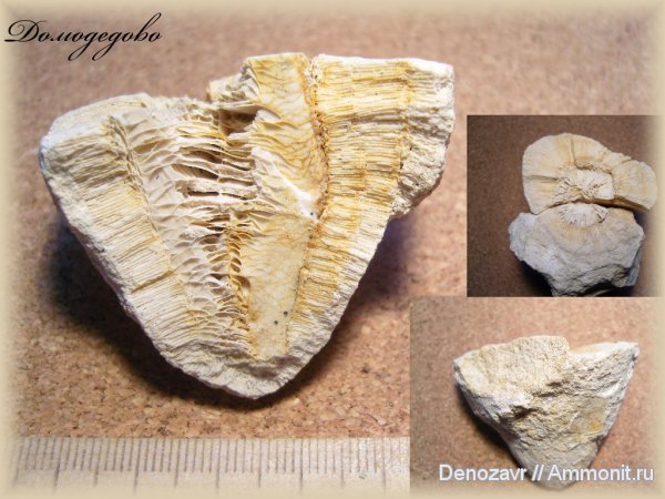 кораллы, хететес, Chaetetes, ругозы, обрастание, Epizoans