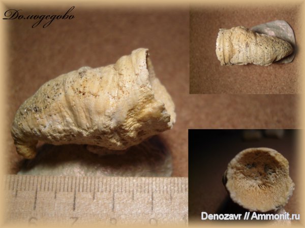 кораллы, ругозы