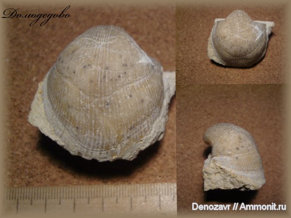 брахиоподы, Choristites, беспозвоночные, Spiriferida