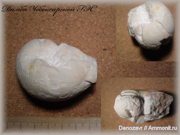 моллюски, наутилусы