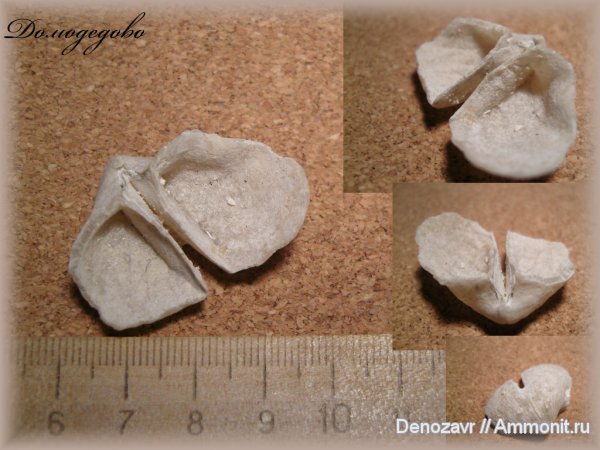 брахиоподы, Choristites, беспозвоночные, Spiriferida