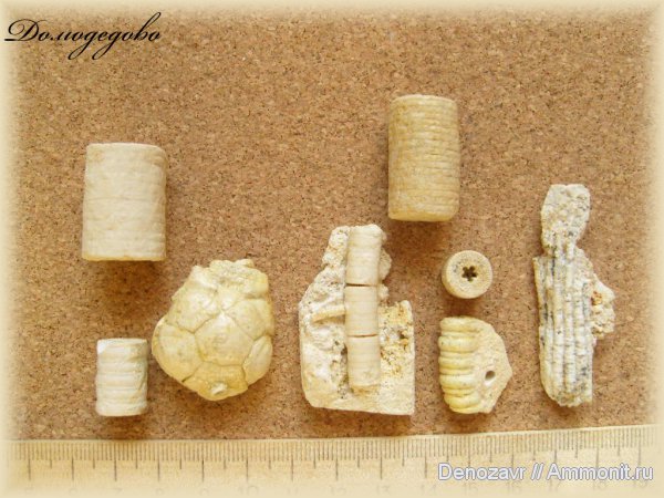 морские лилии, криноидеи