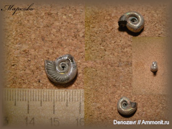 моллюски, Бронницы, Perisphinctes, прижизненные повреждения