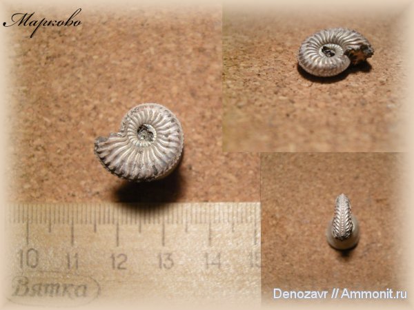 моллюски, Бронницы, Amoeboceras