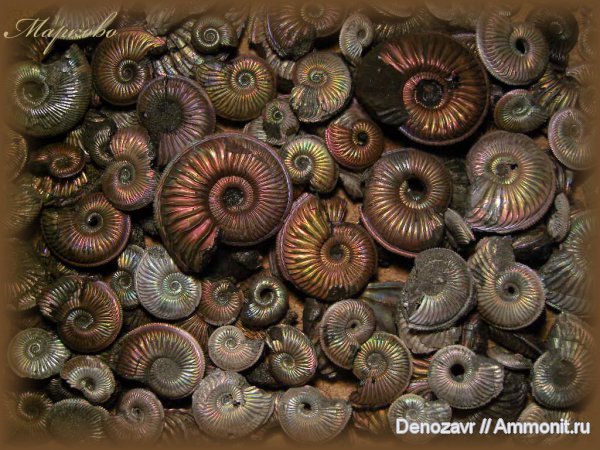 моллюски, Бронницы, Amoeboceras, Perisphinctidae, Arisphinctes