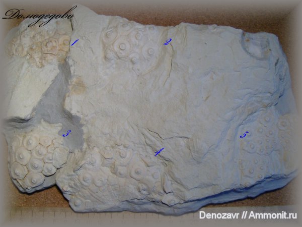 морские ежи, Домодедово, Archaeocidaris, Archaeocidaris rossica