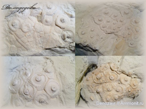 морские ежи, Домодедово, Archaeocidaris, Archaeocidaris rossica