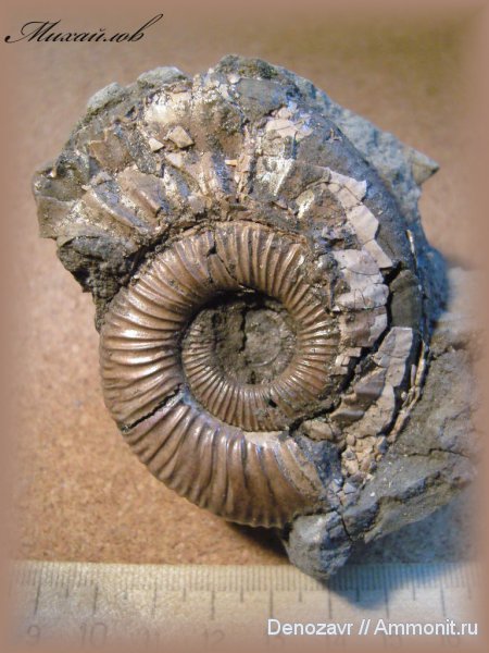 аммониты, моллюски, Binatisphinctes, Ammonites