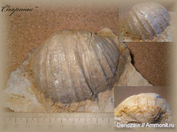 брахиоподы, Gigantoproductus, Productida