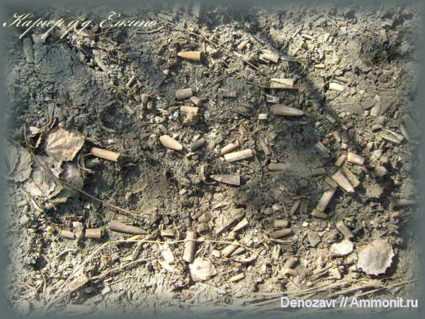 белемниты, Воскресенск, головоногие моллюски, belemnites