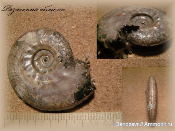 аммониты, моллюски, Brightia, Ammonites