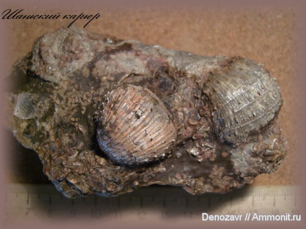 брахиоподы, Productida, Шаньский карьер, Pugilus