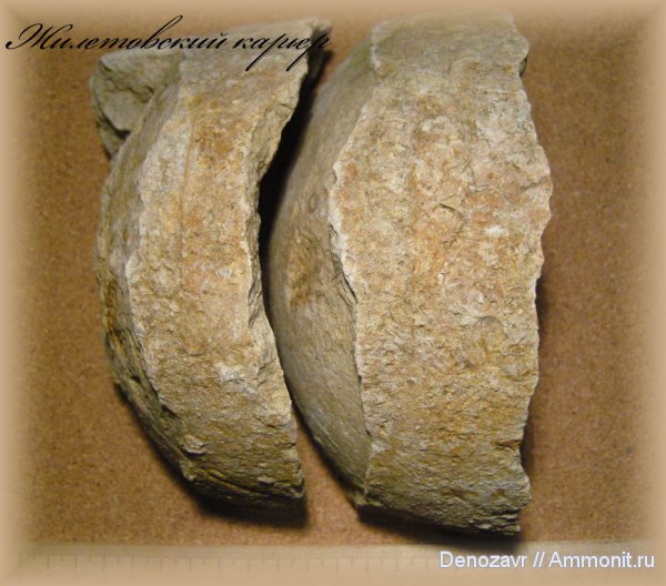 моллюски, прямораковинные головоногие, Rayonnoceras