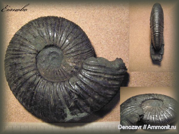 аммониты, моллюски, Virgatites, Virgatites virgatus, Ammonites