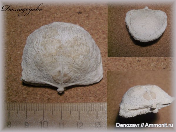 брахиоподы, беспозвоночные, Productida