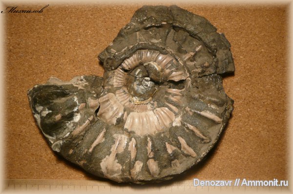аммониты, моллюски, Binatisphinctes, Ammonites