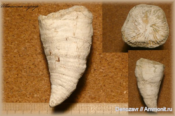 кораллы, ругозы, одиночные кораллы, Rugosa