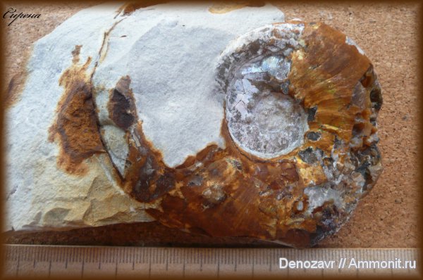 аммониты, моллюски, кимеридж, Ammonites, Aspidoceras, Kimmeridgian, Upper Jurassic