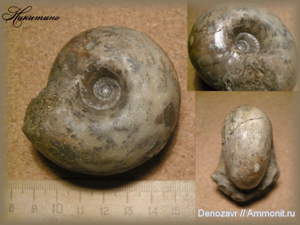 моллюски, Rondiceras, Никитино