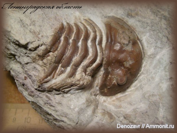 трилобиты, членистоногие, Asaphus expansus