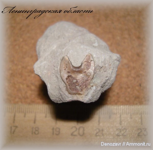 трилобиты, членистоногие, гипостома