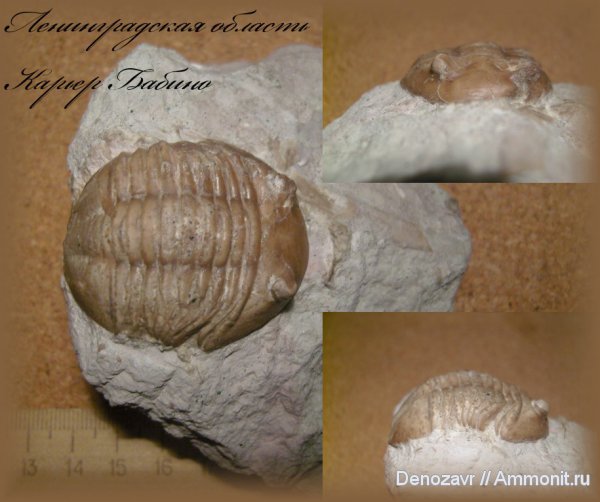 трилобиты, Asaphus, членистоногие, Asaphus lepidurus, Бабино