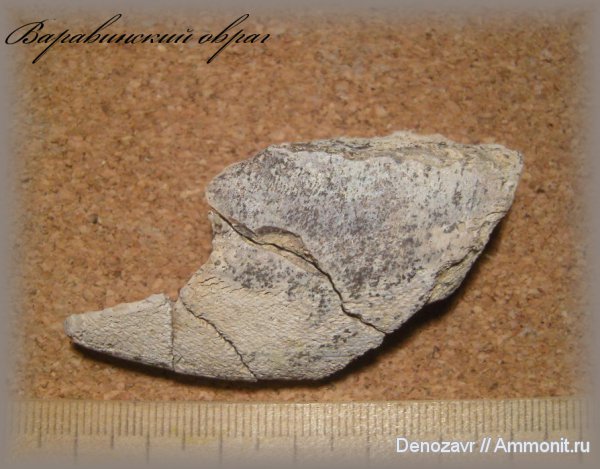 мел, рыбы, химеры, Elasmodus, Варавинский овраг, Chimaeriformes, Elasmodus sinzovi, Cretaceous, fish