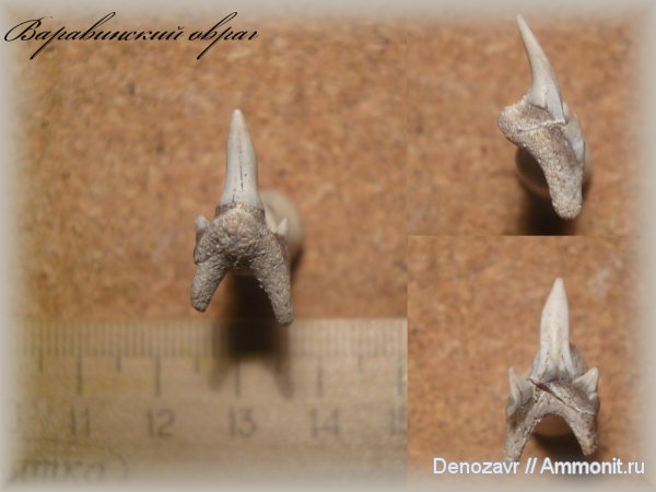 мел, рыбы, акулы, Leptostyrax macrorhiza, Варавинский овраг, Cretaceous, fish, sharks