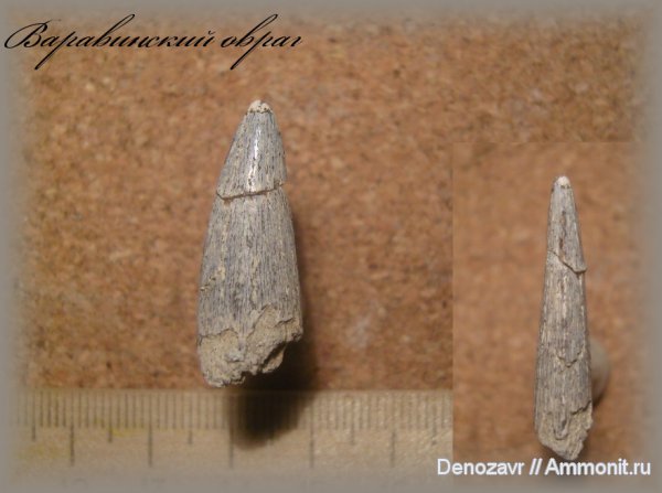 мел, рыбы, Варавинский овраг, Protosphyraena, Cretaceous, fish