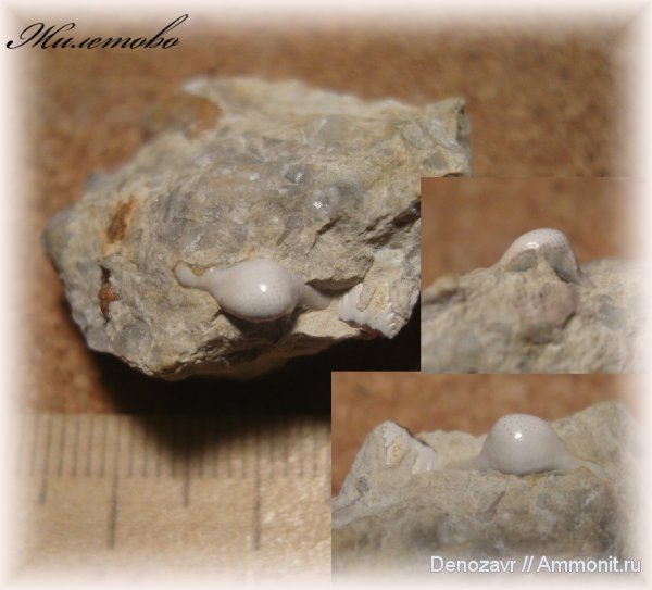 рыбы, Helodus, Жилетово, fish