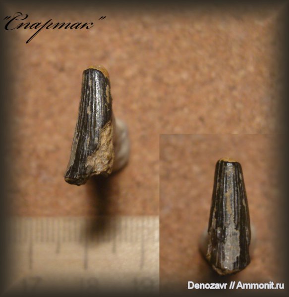 ихтиозавры, морские рептилии, Спартак