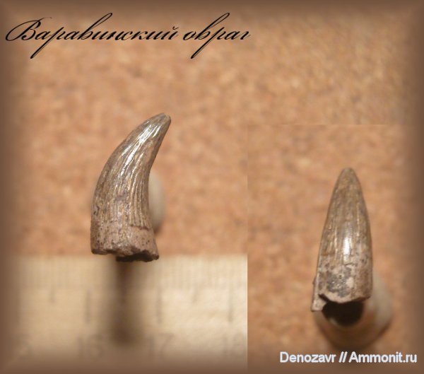 зубы, плезиозавры, морские рептилии, зубы рептилий, Варавинский овраг, teeth