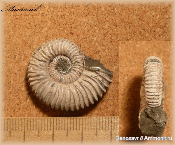 аммониты, моллюски, Peltoceras, Ammonites