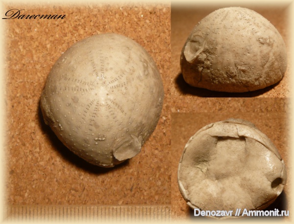 морские ежи, иглокожие