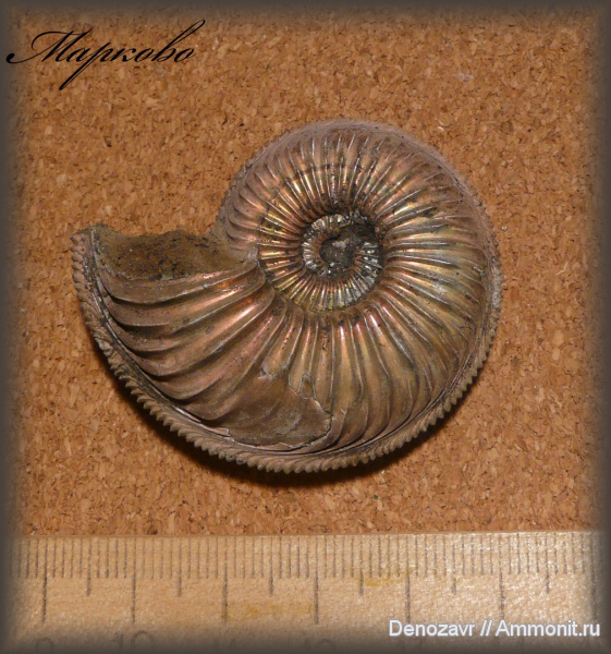 аммониты, моллюски, Amoeboceras, прижизненные повреждения, Ammonites, ammonoid sublethal injuries