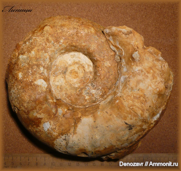 аммониты, моллюски, макроконхи, кимеридж, Ammonites, Aspidoceras, Aspidoceratidae, Macroconchs, Kimmeridgian, Upper Jurassic