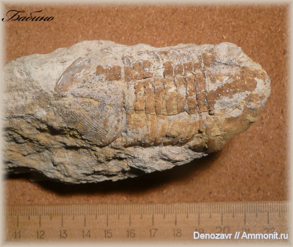 трилобиты, Asaphus, гипостома