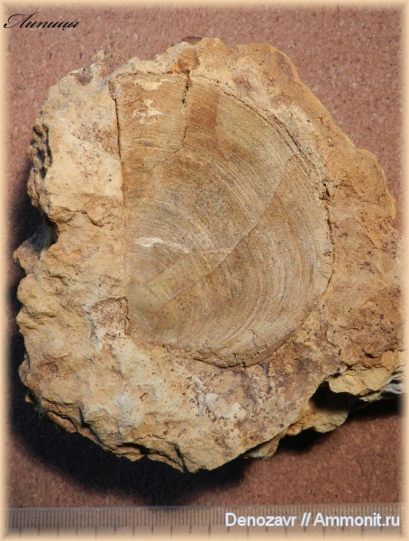 аммониты, моллюски, аптихи, Ammonites, Laevaptychus, Aspidoceras, Aptychi