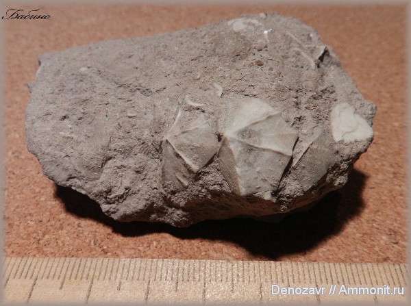 Бабино, Cheirocrinus, Cheirocrinus striatus