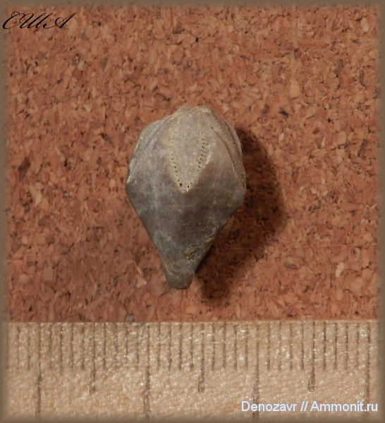 иглокожие, бластоидеи, Carboniferous fauna from USA, Pentremites, Blastoidea