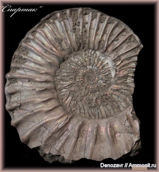 аммониты, моллюски, серпулы, макроконхи, Peltoceras, Serpulidae, Спартак, Ammonites, Macroconchs