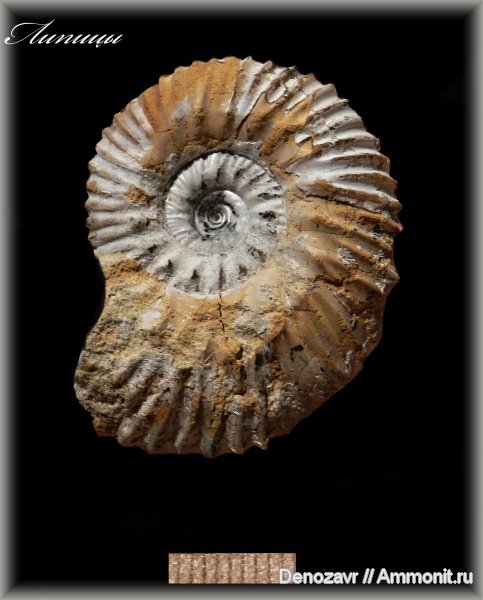 аммониты, моллюски, кимеридж, Aulacostephanus, Ammonites, Липицы, Kimmeridgian, Upper Jurassic